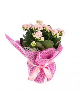 Pembe Paket Kağıdında Pembe Kalanchoe  