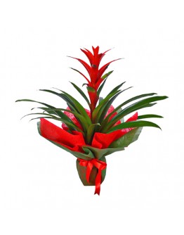 Saksıda Guzmania Çiçeği 